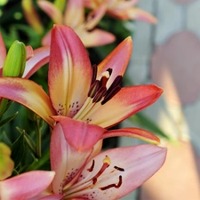 Pink, lilies