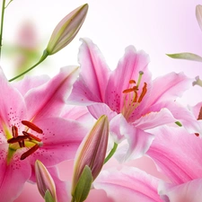 Pink, lilies