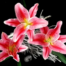 Pink, Tiger lily