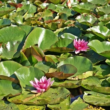 water, Pond - car, lilies