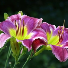 Daylilies, Flowers, purple