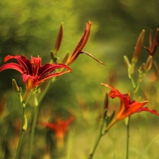 Red, Daylilies