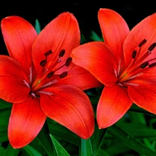 lilies, Two, Red
