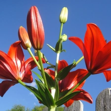 Red, lilies