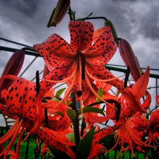 Flowers, tiger Lilies