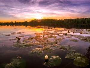 Leaf, lake, Water lilies, Sunrise, Flowers, forest