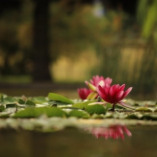 Water lilies, Waterlily, Flowers, Nenufary