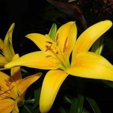 Yellow, tiger Lilies