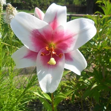 Beauty, Pink, Lily, white