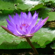 Pond - car, Colourfull Flowers, lily