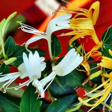 Japanese, Colourfull Flowers, Lily