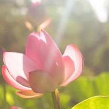 Pink, water-lily