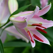 Pink, Lily