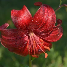 red hot, green ones, background, Tiger lily