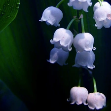 flowers, Lily of the Valley