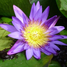 Violet, water-lily