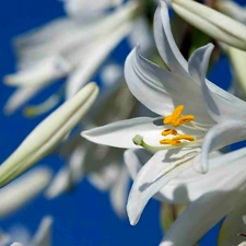 Lily, Flowers, White