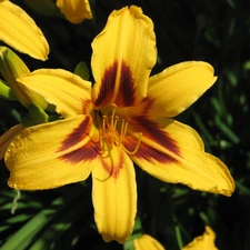 Yellow, lily