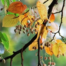 linden, Leaf, Autumn