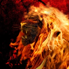 blazing, Lion