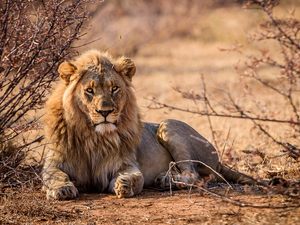 lying, Twigs, Bush, Lion