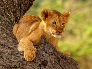 young, lion, trees, Lion