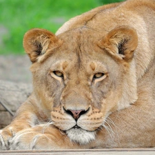 Resting, Lioness