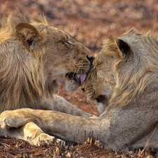 licking, Two cars, lions