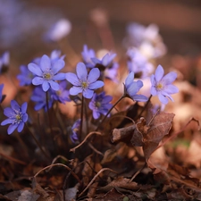 cluster, purple, Flowers, Liverworts