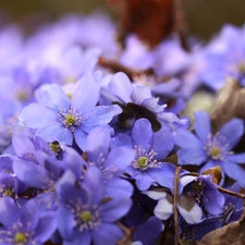 Liverworts, lilac, Flowers