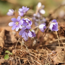 purple, Flowers, Spring, Liverworts