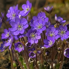 purple, Liverworts