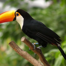 Toucan, Lod on the beach