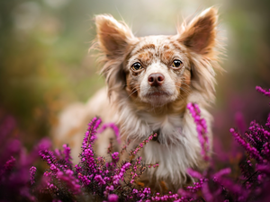 dog, muzzle, heather, Long-Hair Merle Chihuahua