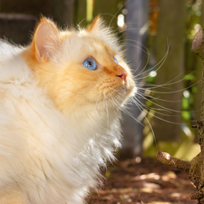 cat, Blue Eyed, Longhaired