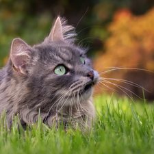 dun, cat, grass, Longhaired