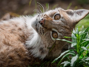 Plants, Lynx, The look