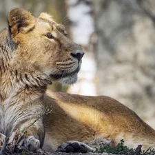 resting, Lioness, The look