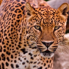 Leopards, The look