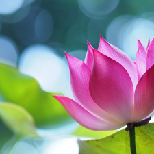 Pink, lotus, Bokeh, Colourfull Flowers