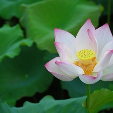 Leaf, Colourfull Flowers, lotus