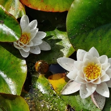 White, water, Leaf, lilies