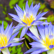 Blue, Water lilies