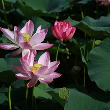 green ones, Leaf, lotuses, Big, Flowers