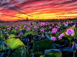 clouds, Great Sunsets, lotuses, Sky, Flowers