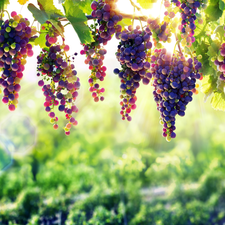 ligh, Grapes, flash, luminosity, sun, bunches