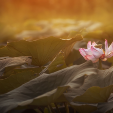 ligh, lotus, flash, Leaf, Colourfull Flowers, sun, luminosity