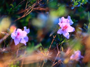 ligh, Flowers, flash, luminosity, sun, rhododendron