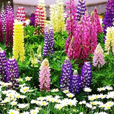 Lupin, color, Flowers