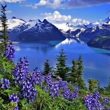Mountains, Flowers, Lupin, lake